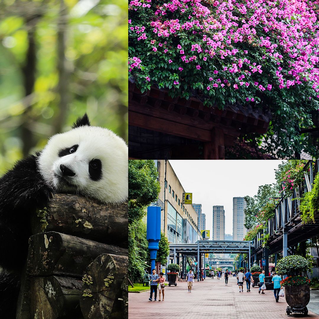 Chengdu_Highlight_5.jpg
